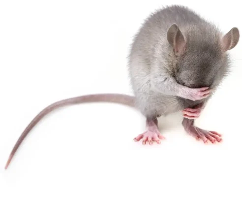 Pest control methods that work