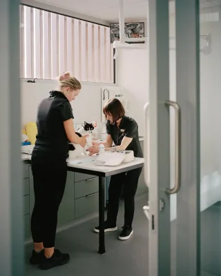 The Cat Clinic Caulfield South Melbourne Australia