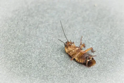 Protecting your home with safe pest removal