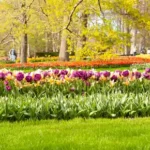 Low maintenance landscapes with dynamic designs