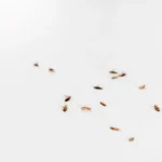 Homeowners bed bug heat treatment, home pest control