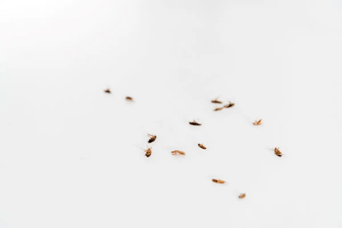 Homeowners bed bug heat treatment, home pest control