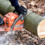 Seasonal tree maintenance tips for thriving landscape