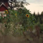 USA property outdoor design upgrades sunflowers