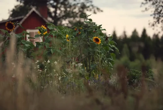 USA property outdoor design upgrades sunflowers