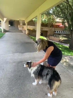 Australian Shepherd dog in Lakeland Florida USA