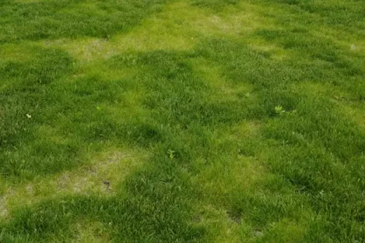 House garden lawn landscape care