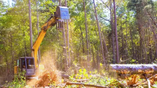 Tree management in construction and development