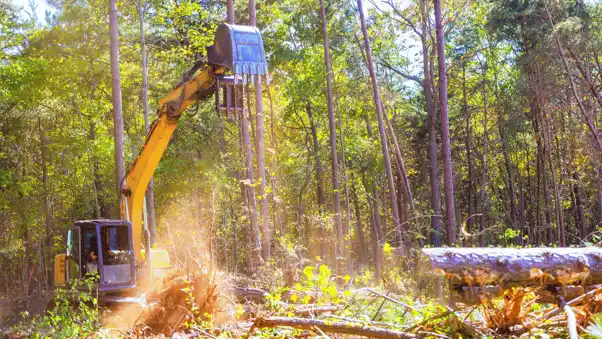 Tree management in construction and development