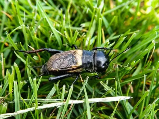 Will my lawn come back after grubs