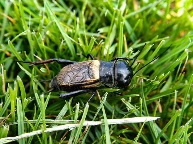 Will my lawn come back after grubs